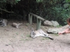 kangaroo Nowra park (6).jpg